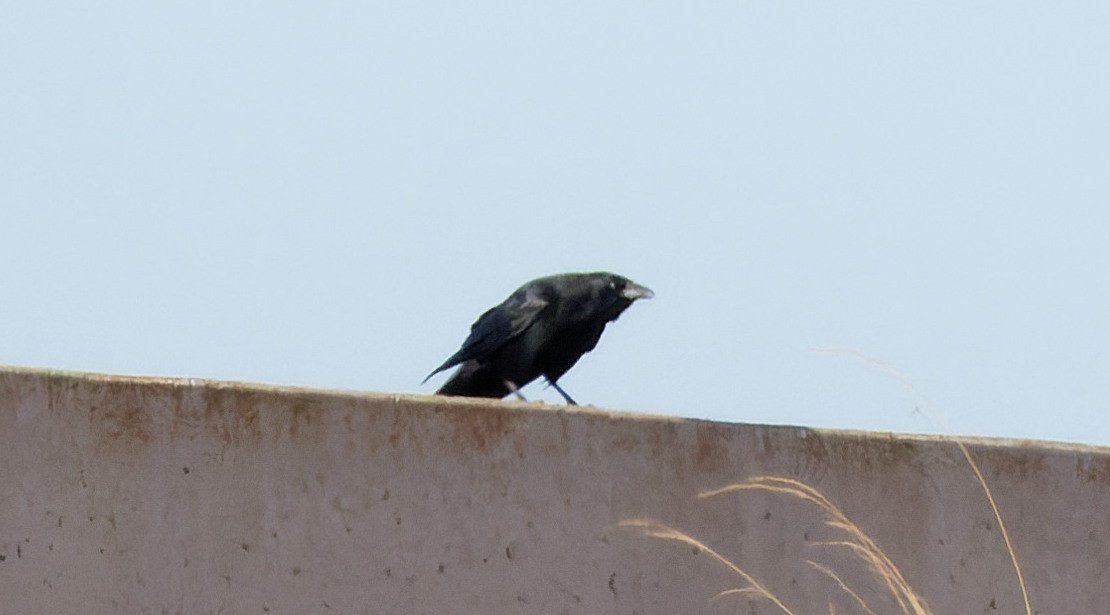 Carrion Crow - ML641763425