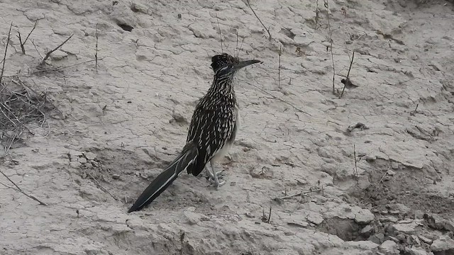 Greater Roadrunner - ML641763449