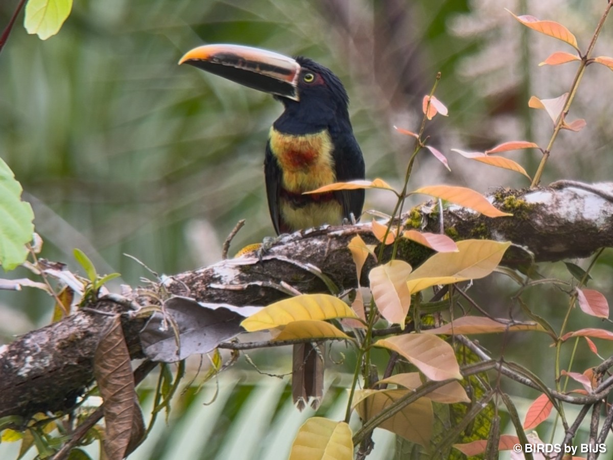 Collared Aracari (Stripe-billed) - ML641763456