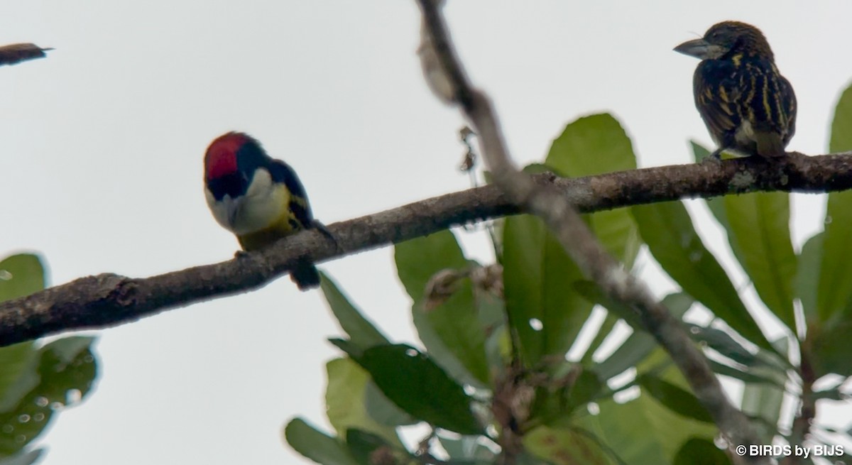 Five-colored Barbet - ML641763461