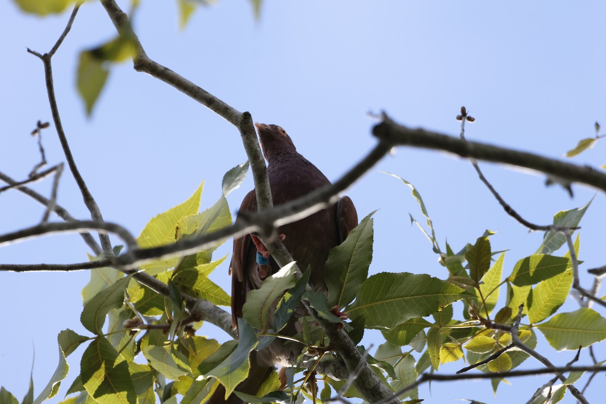 Rock Pigeon (Feral Pigeon) - ML641763499