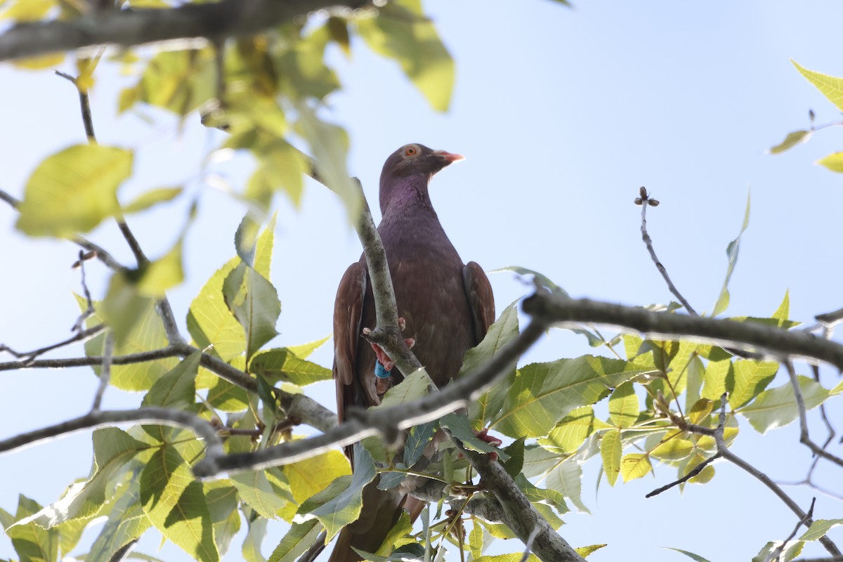 Rock Pigeon (Feral Pigeon) - ML641763500