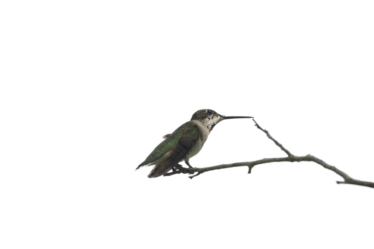 Ruby-throated Hummingbird - ML641763545