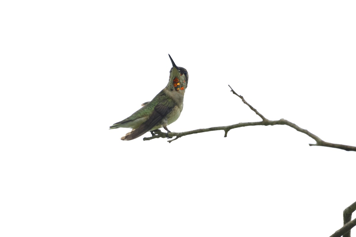 Ruby-throated Hummingbird - ML641763546