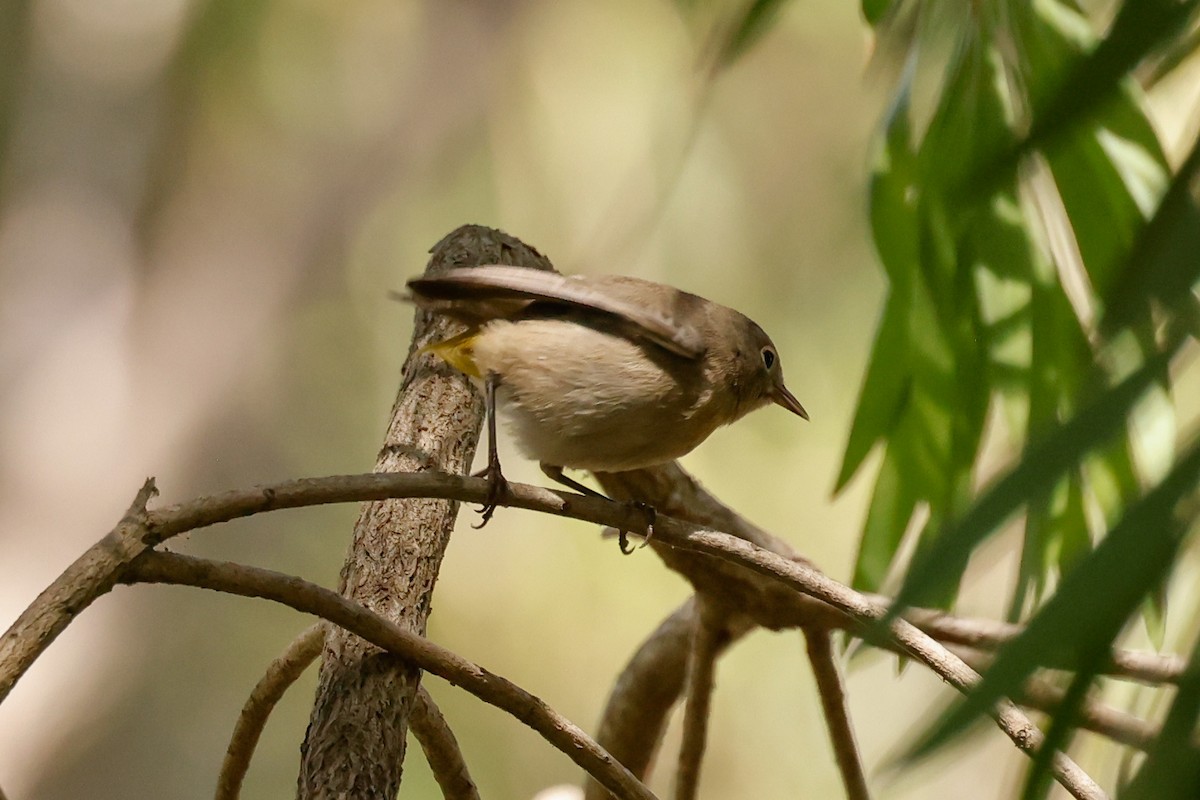 pinjeparula - ML641763548