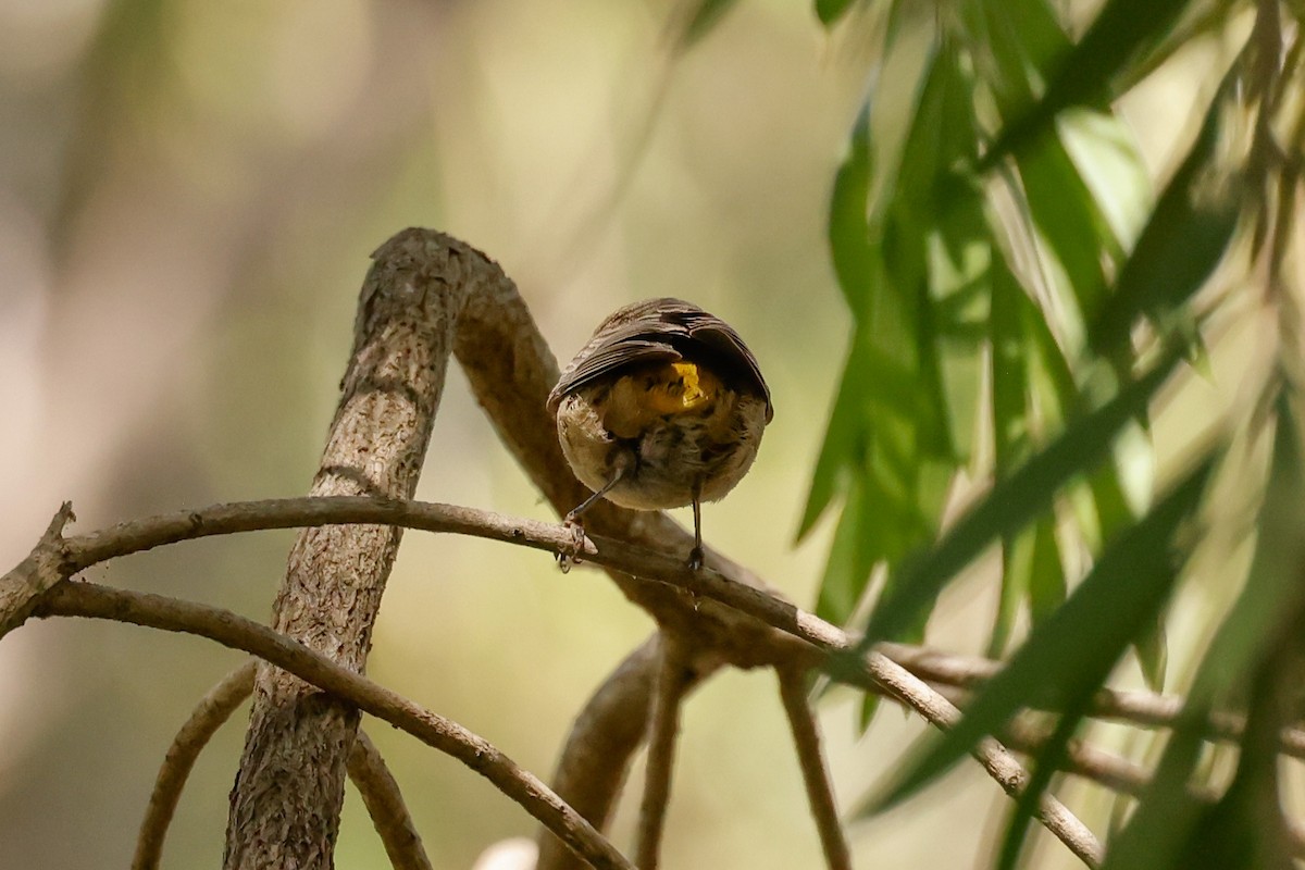 pinjeparula - ML641763549