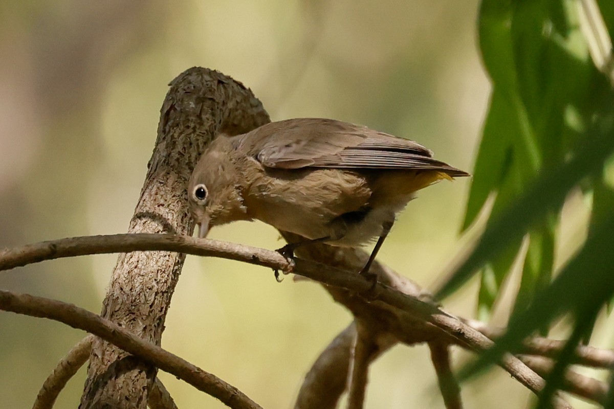 pinjeparula - ML641763551