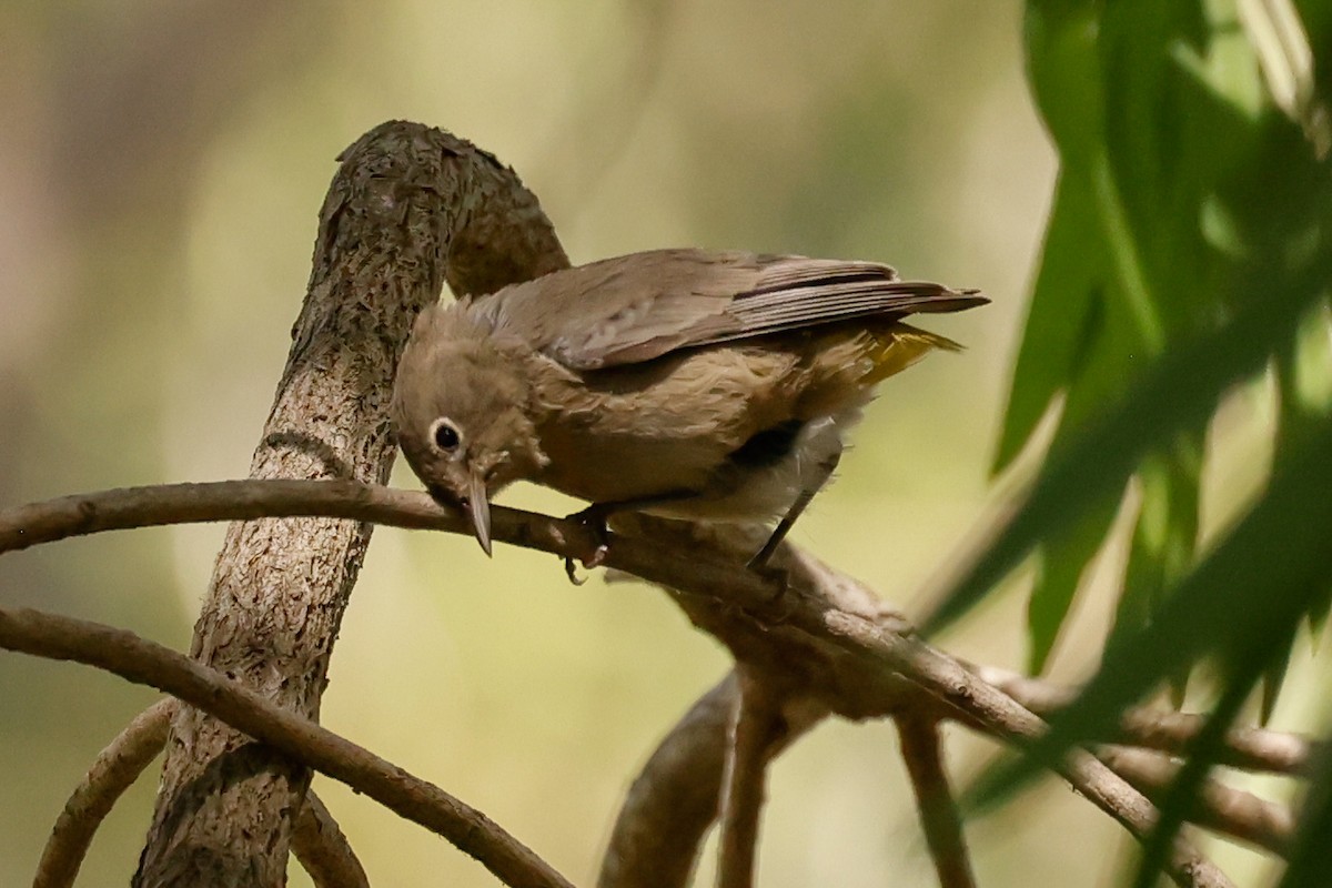pinjeparula - ML641763552