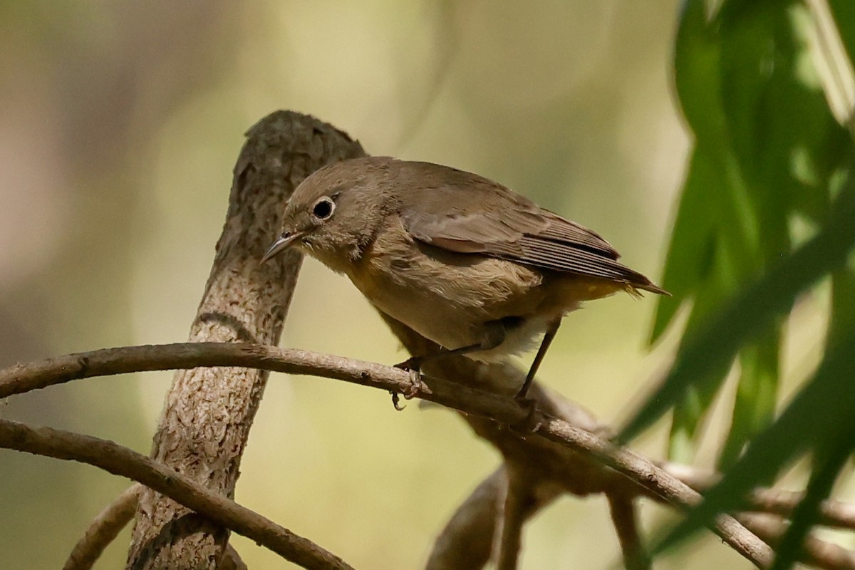 pinjeparula - ML641763553