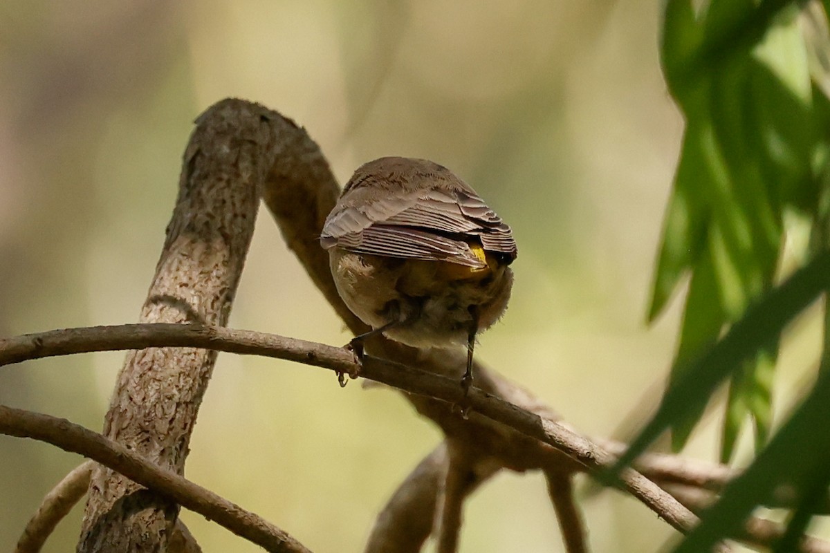 pinjeparula - ML641763554