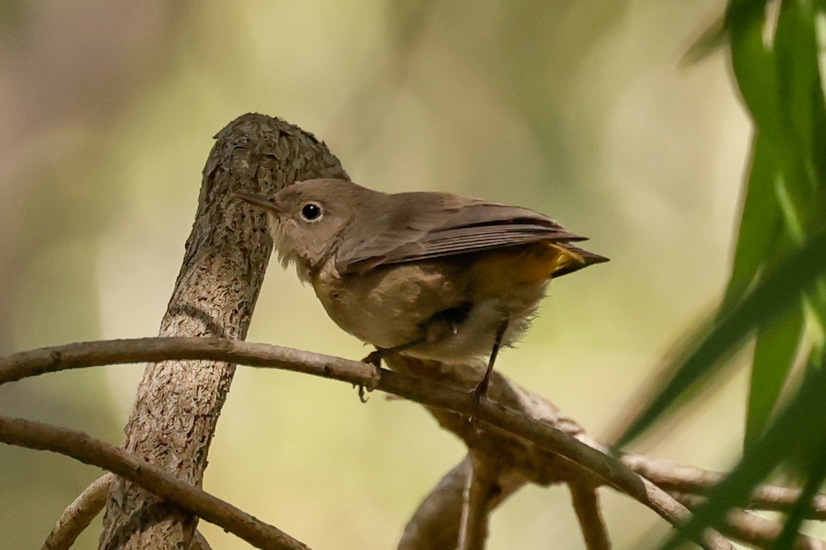 pinjeparula - ML641763555