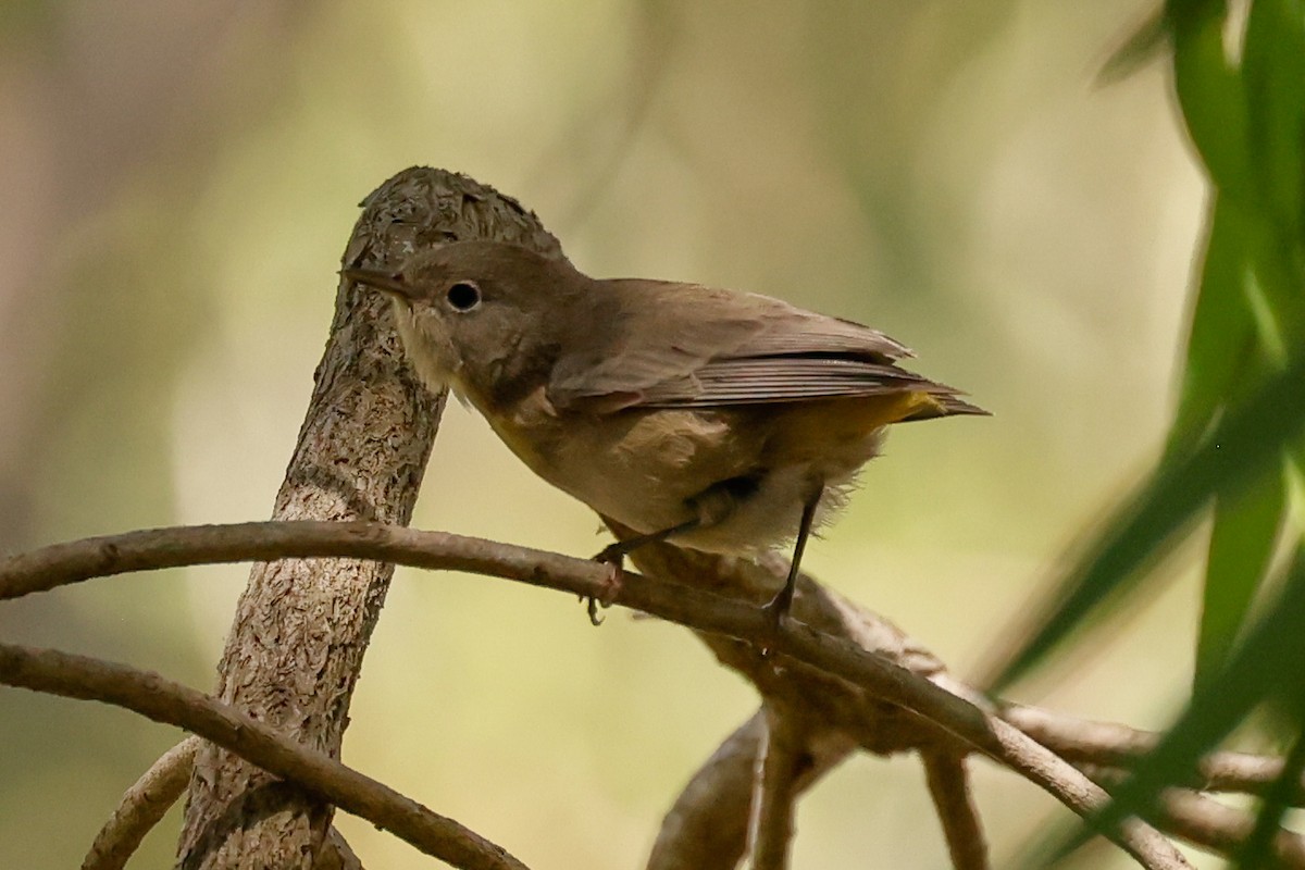 pinjeparula - ML641763556