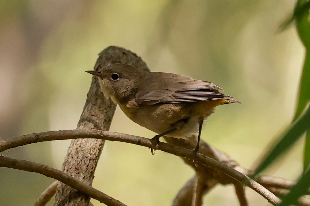 pinjeparula - ML641763557