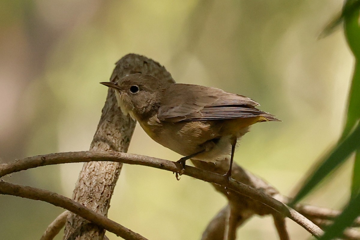 pinjeparula - ML641763558