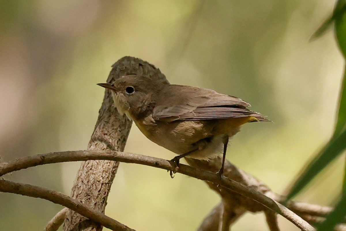 pinjeparula - ML641763559
