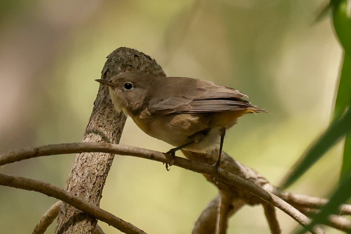 pinjeparula - ML641763560