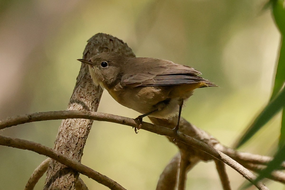 pinjeparula - ML641763561