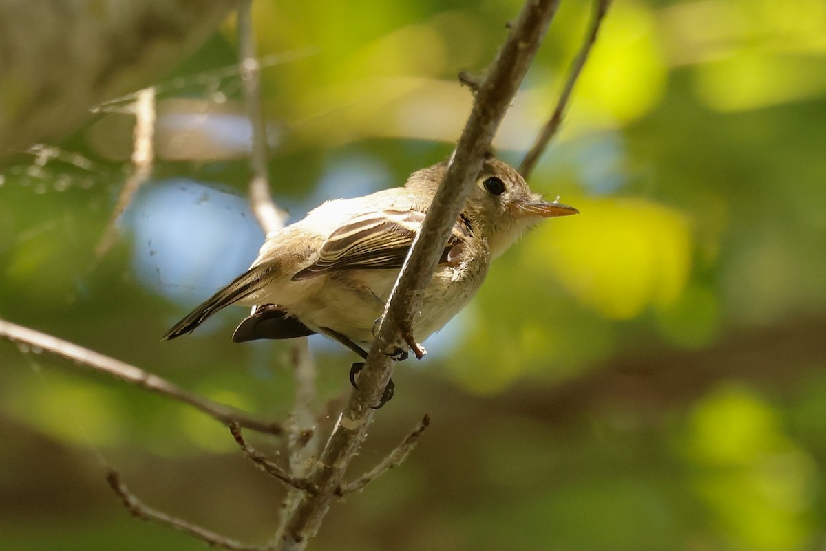 Western Flycatcher (Pacific-slope) - ML641763579