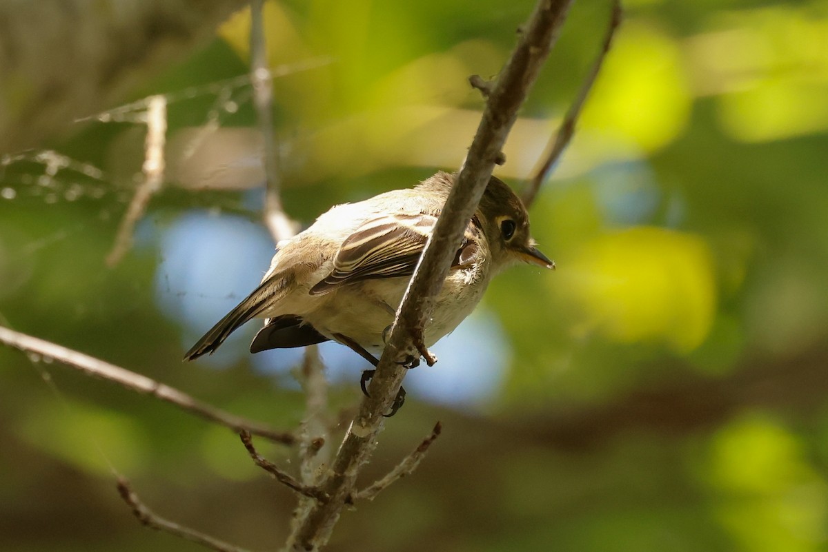 Western Flycatcher (Pacific-slope) - ML641763580