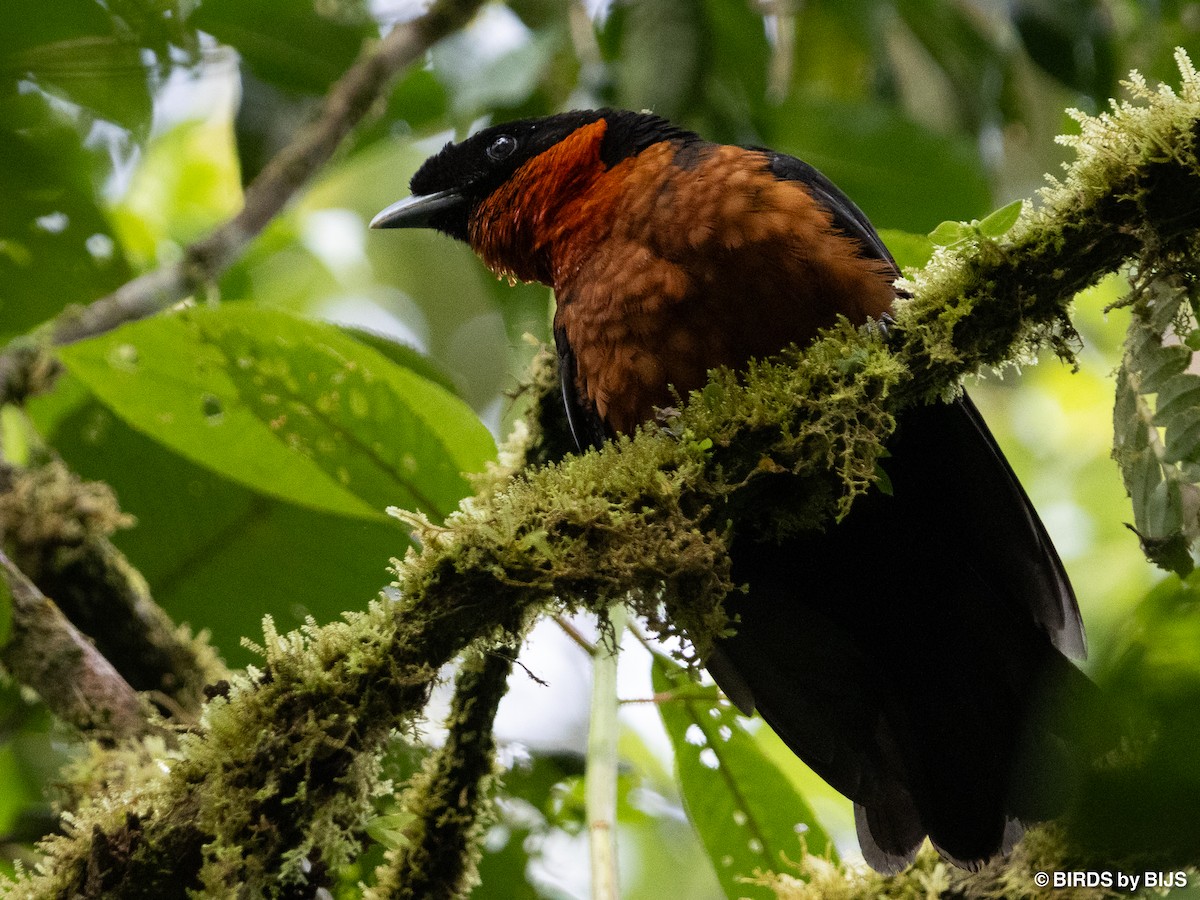 Red-ruffed Fruitcrow - ML641763615
