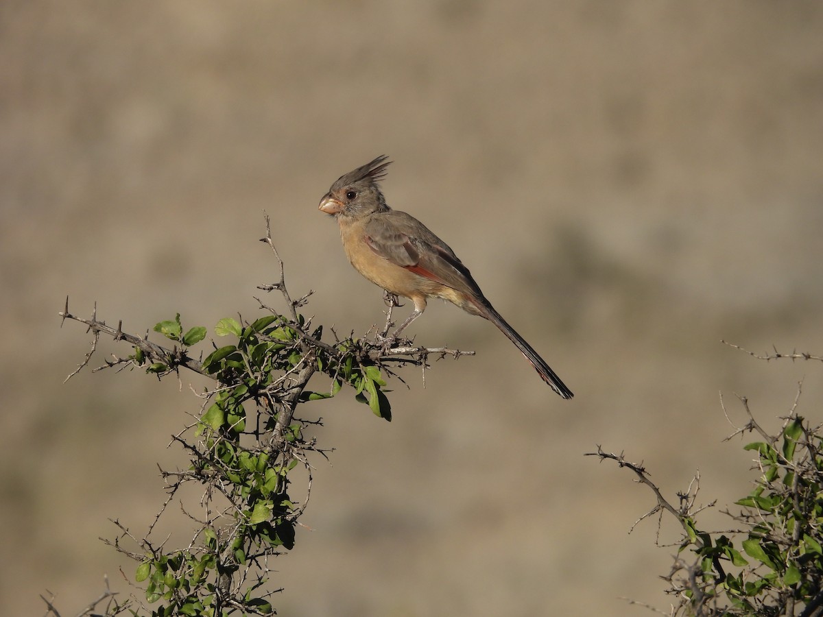 Pyrrhuloxia - ML641763631