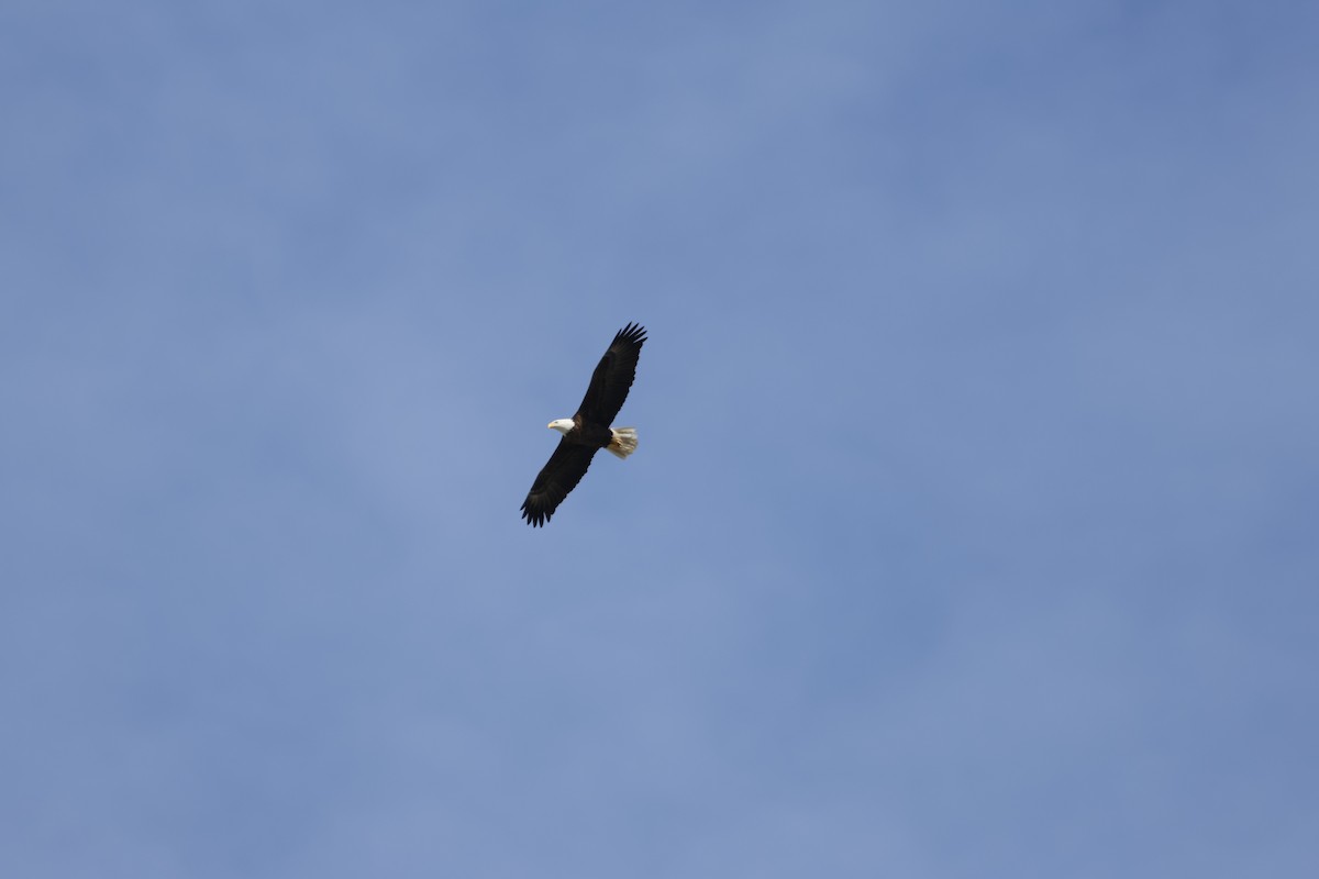 Bald Eagle - ML641763634