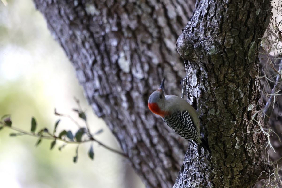 Red-bellied Woodpecker - ML641763673