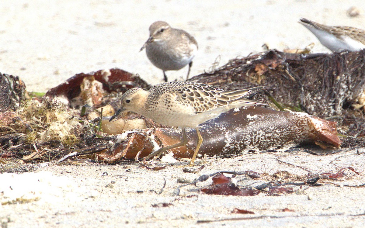 Buff-breasted Sandpiper - ML641763692