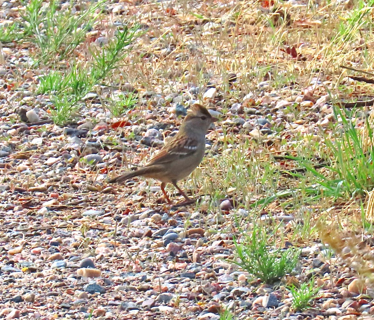 strnadec bělopásý (ssp. oriantha) - ML641763737