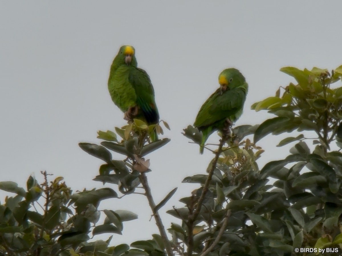 Yellow-crowned Amazon - ML641763754