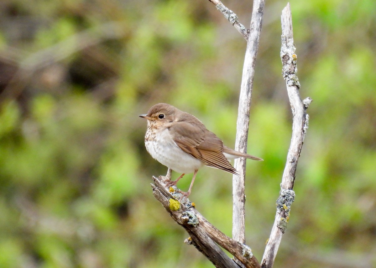 Swainson's Thrush - ML641763777