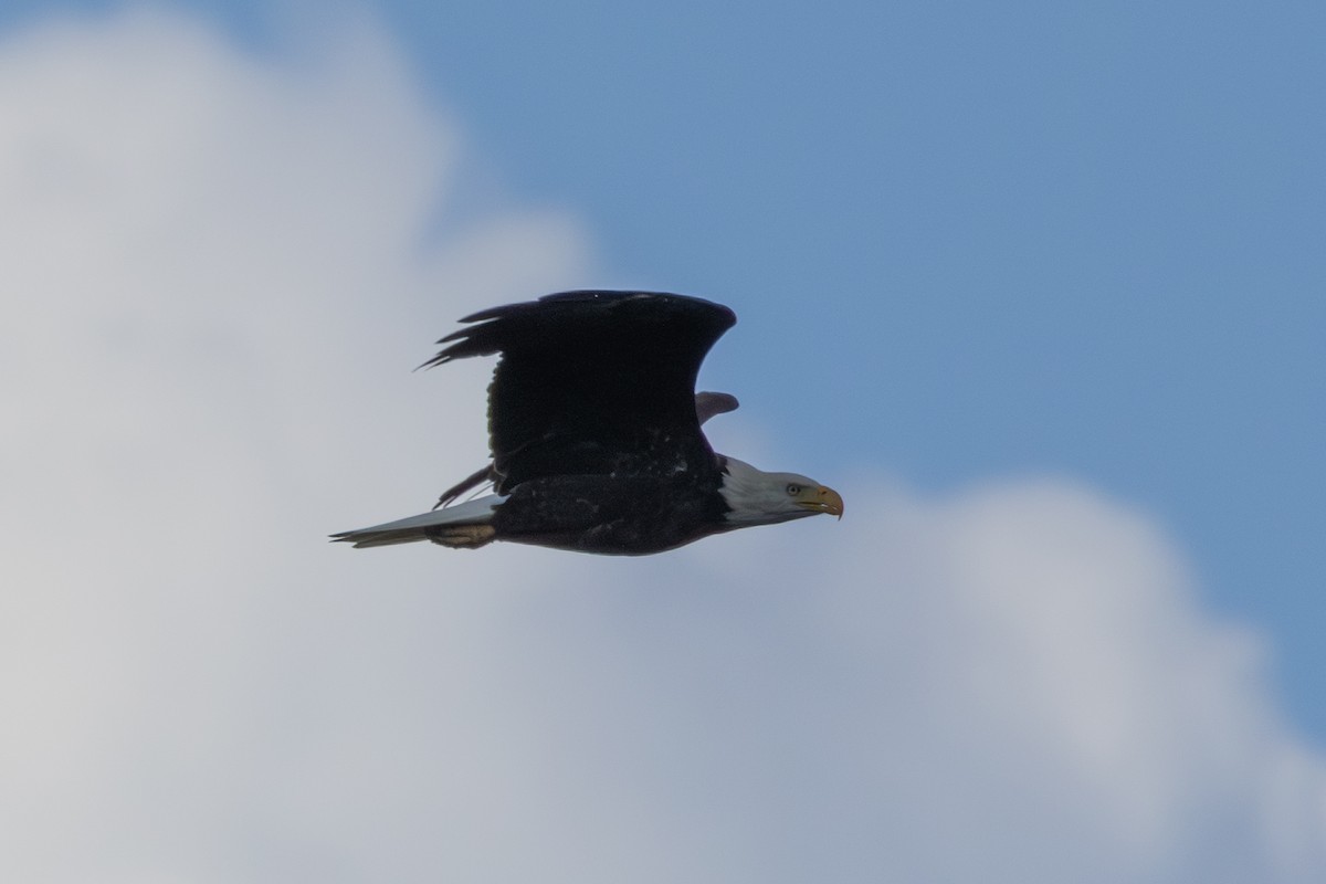 Bald Eagle - ML641763790