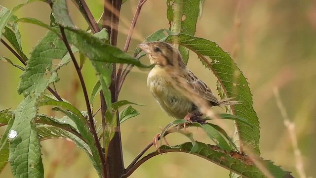 Henslow's Sparrow - ML641763807