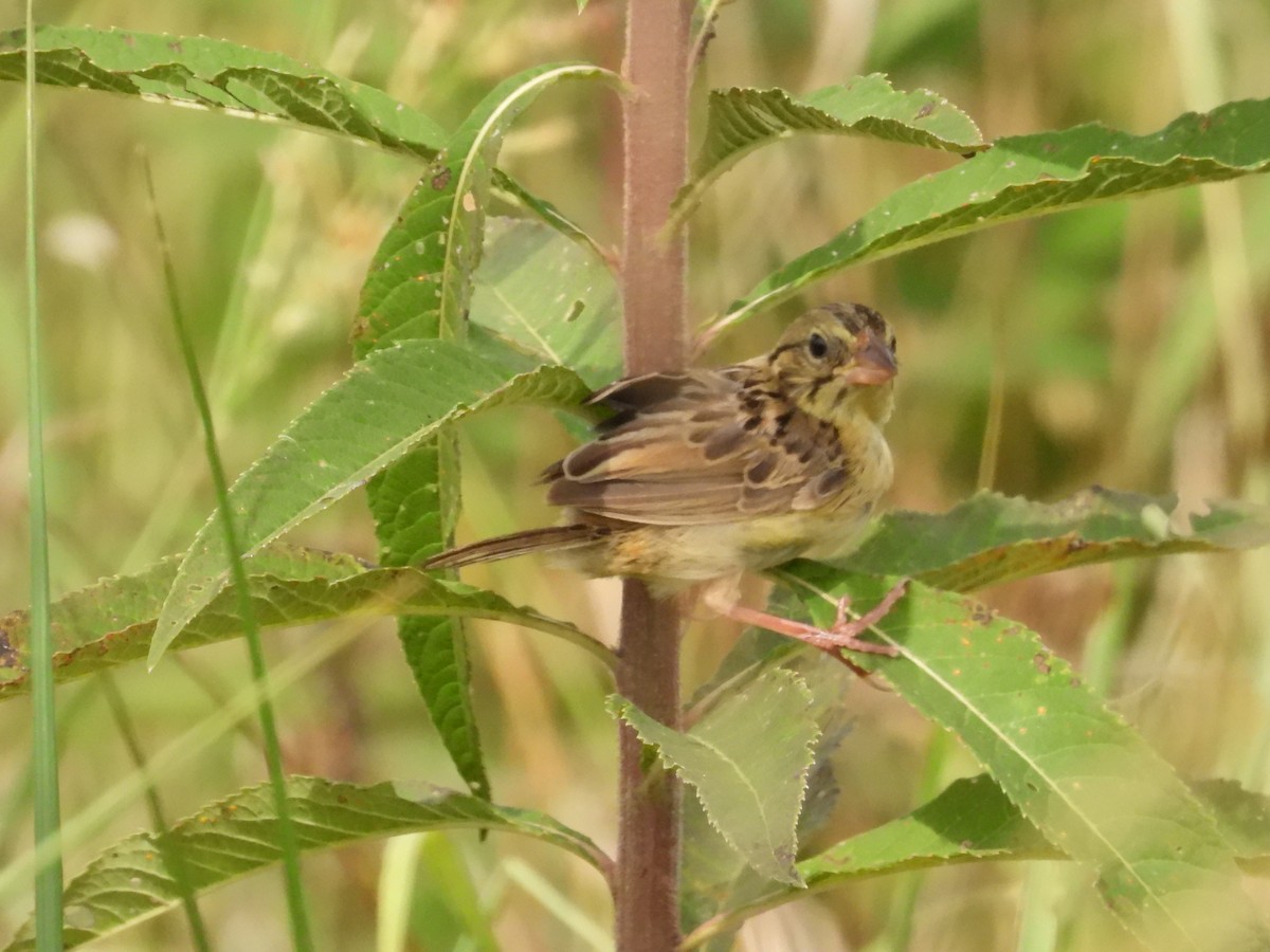 Henslow's Sparrow - ML641763833