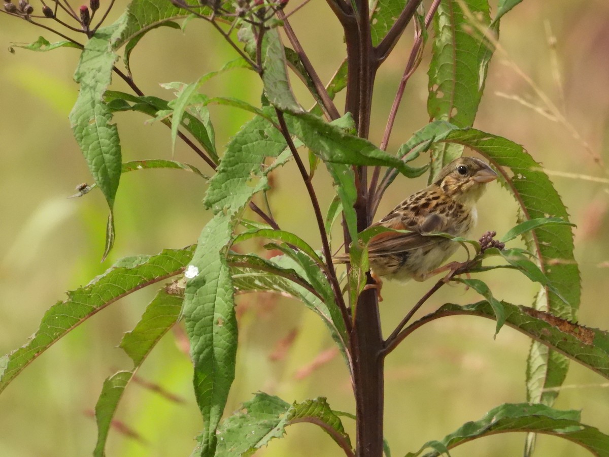 Henslow's Sparrow - ML641763835