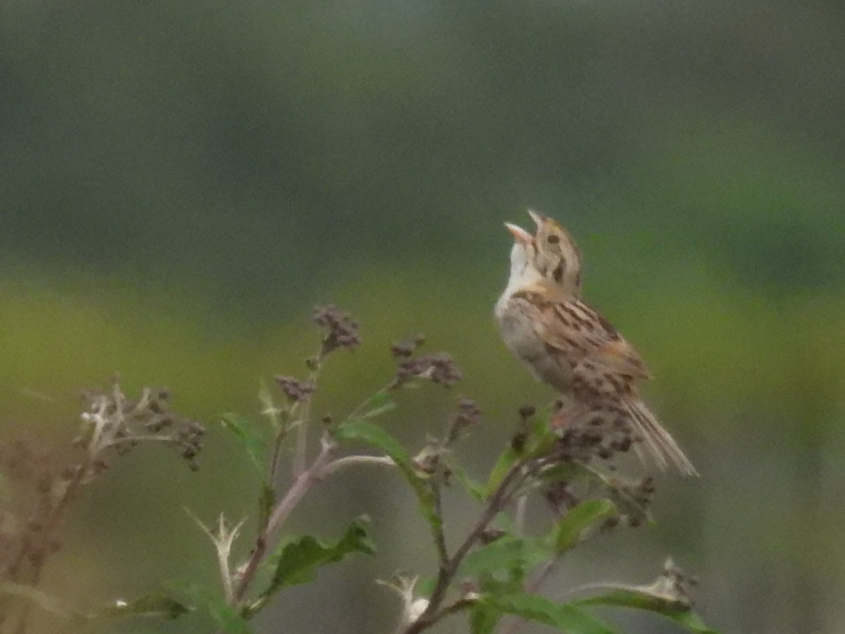 Henslow's Sparrow - ML641763836