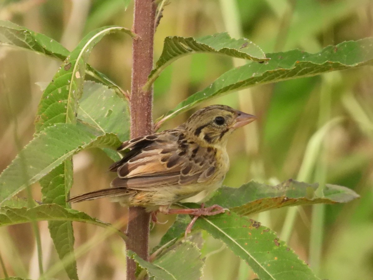 Henslow's Sparrow - ML641763837