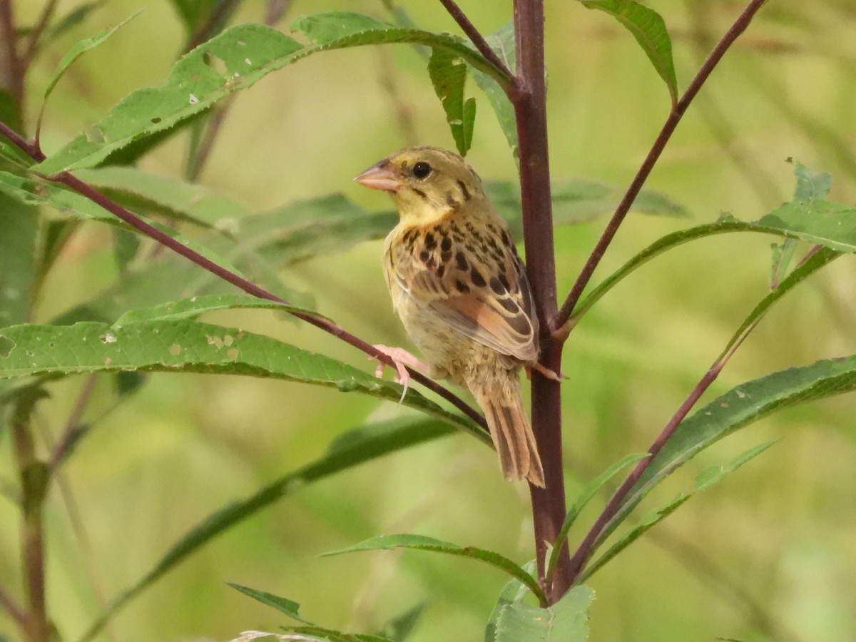 Henslow's Sparrow - ML641763838