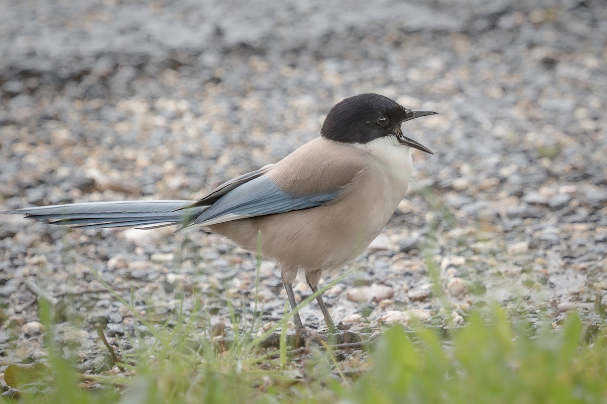 Iberian Magpie - ML641763868