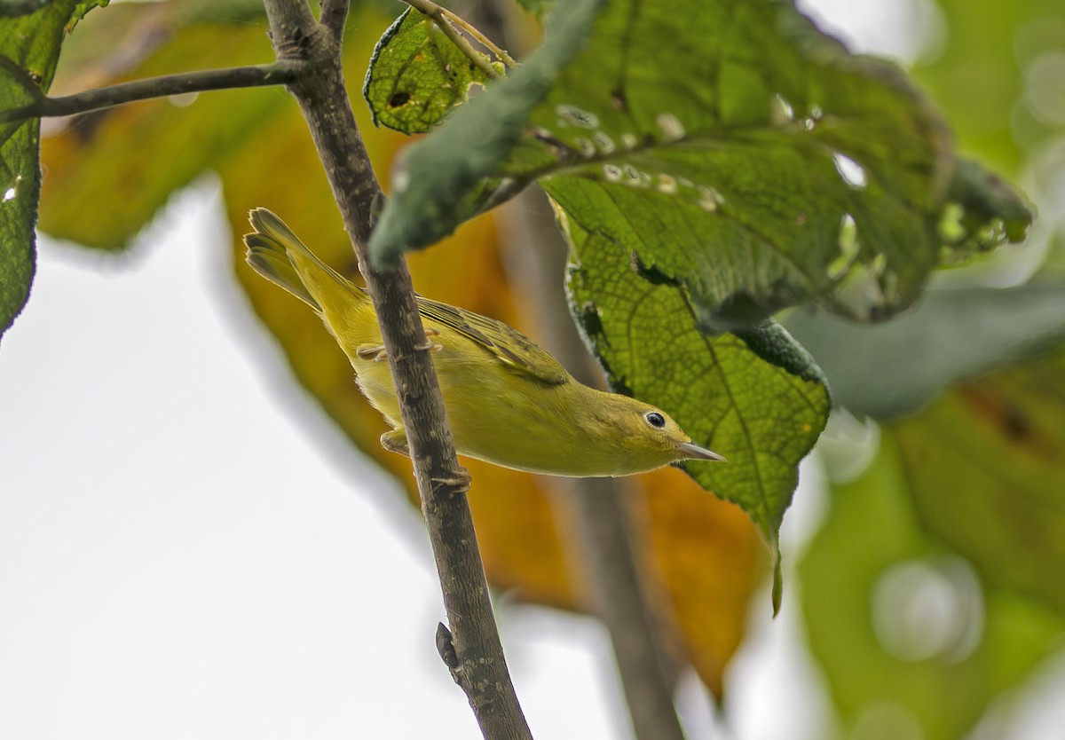 Yellow Warbler - ML641763871