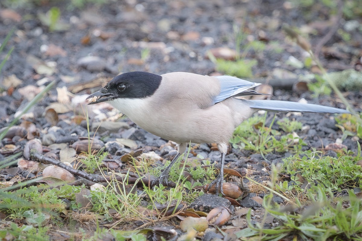 Iberian Magpie - ML641763872