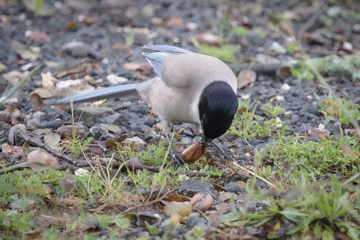 Iberian Magpie - ML641763874