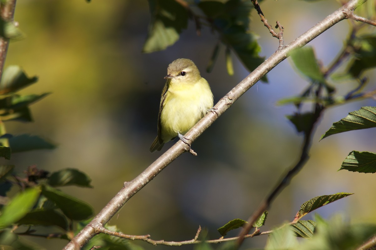Philadelphia Vireo - ML641763880