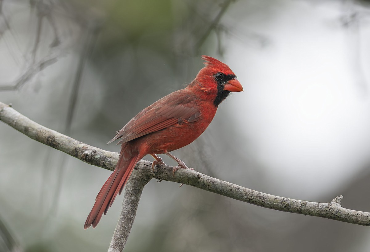 Northern Cardinal - ML641763940