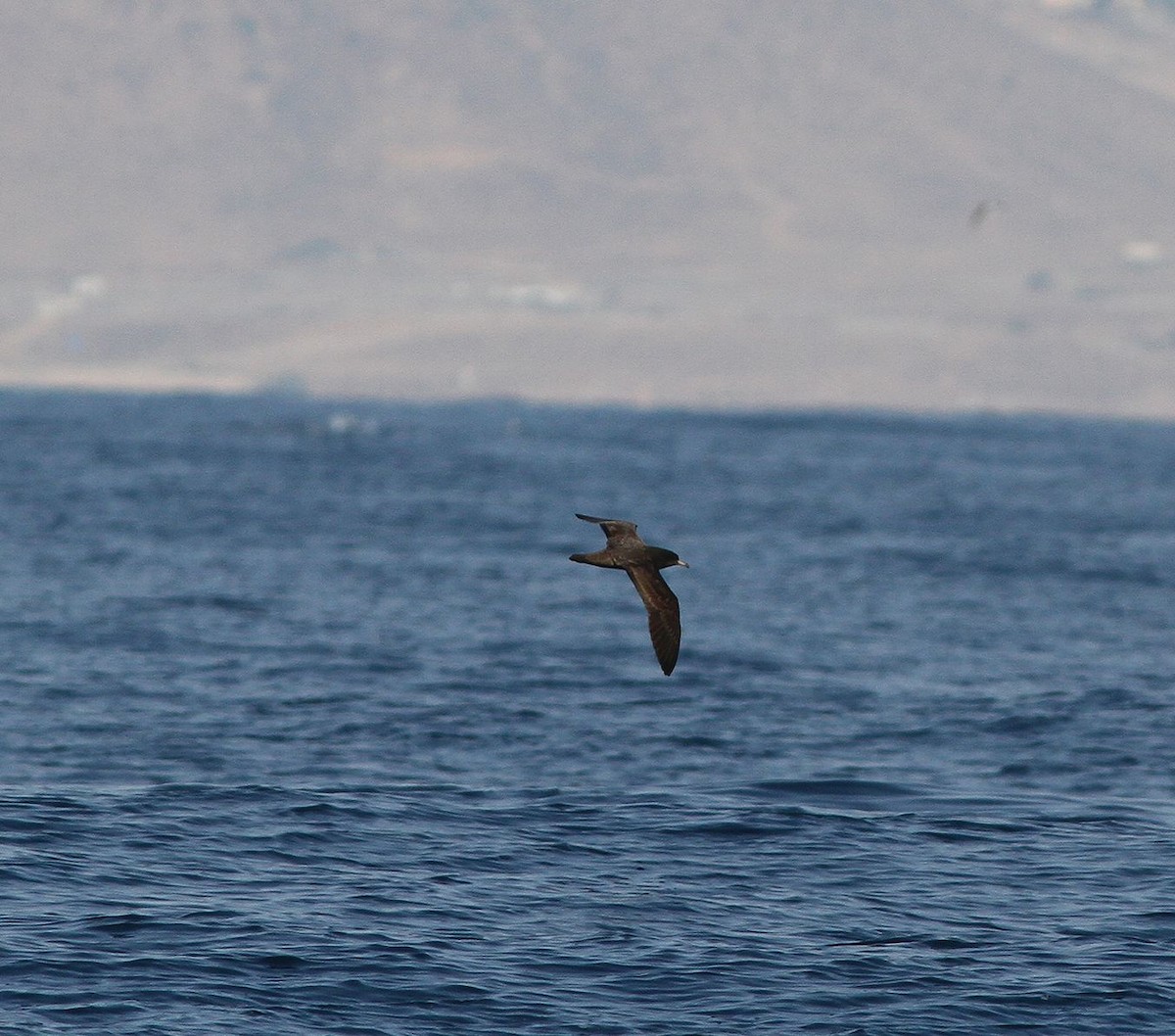 Flesh-footed Shearwater - ML641763973