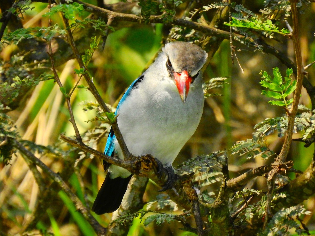 Woodland Kingfisher - ML641764002