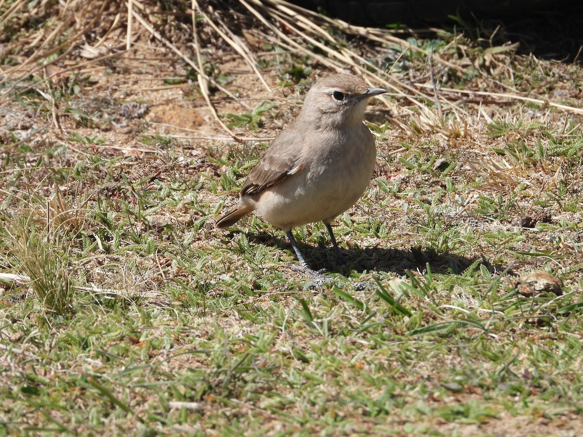 Rufous-banded Miner - ML641764065