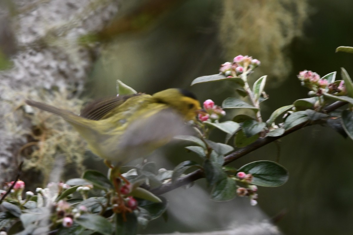 Wilson's Warbler - ML641764067
