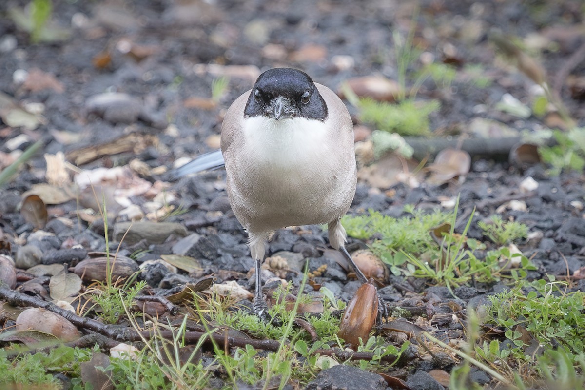 Iberian Magpie - ML641764094