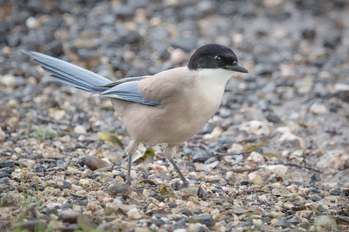 Iberian Magpie - ML641764095